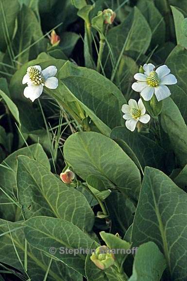 anemopsis californica 2 graphic